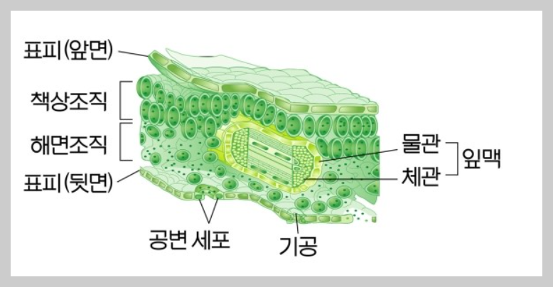 잎의 구조와 기능