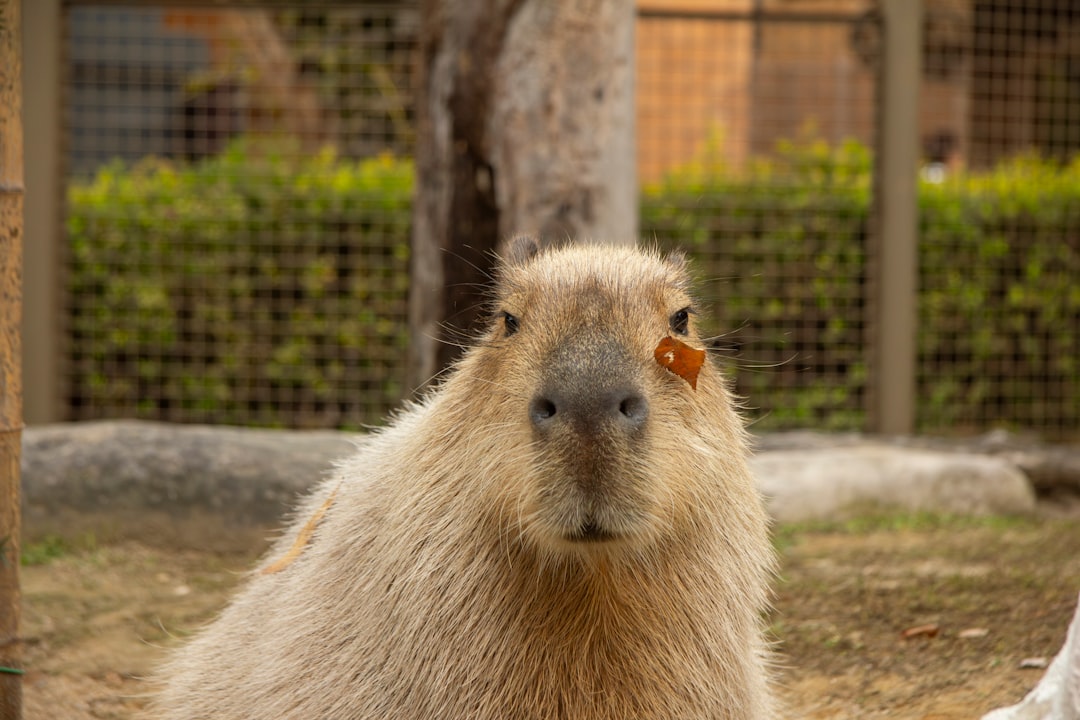 Capybara
