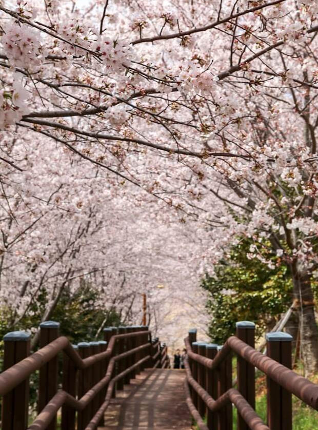 경상남도 벚꽃공원 명소 베스트 5 벚꽃시기 만개시기 드라이브 코스