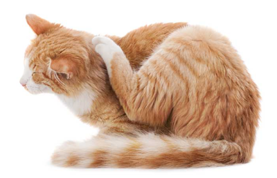 귀를 긁는 고양이의 이미지