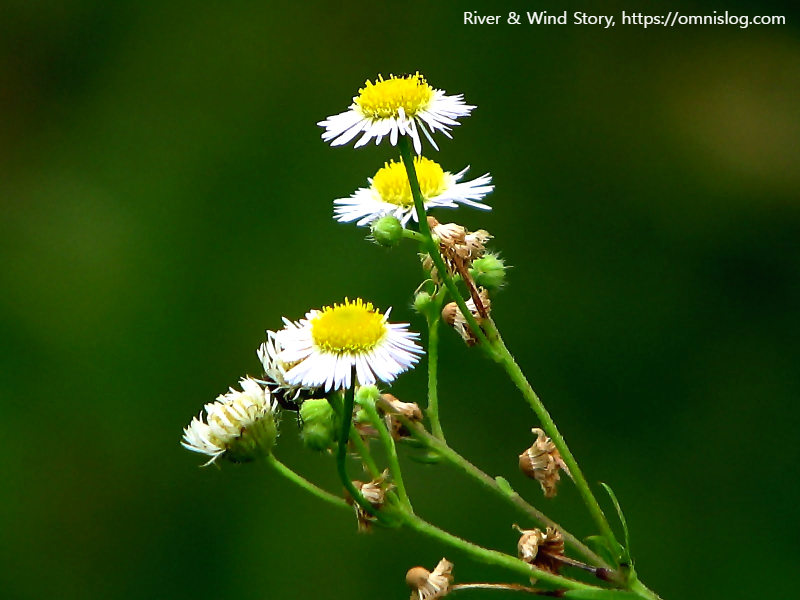 개망초.Erigeron annuus 종합 정리