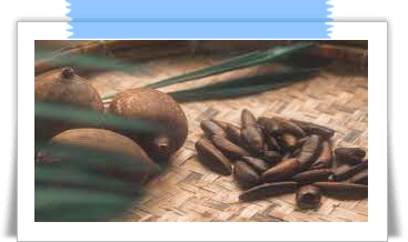 자보티카바 효능