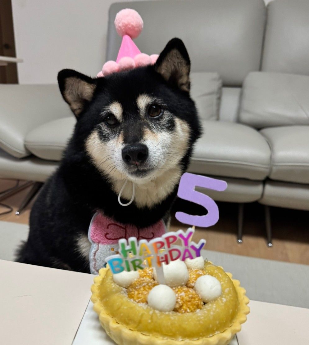 생일 축하받고 있는 강아지