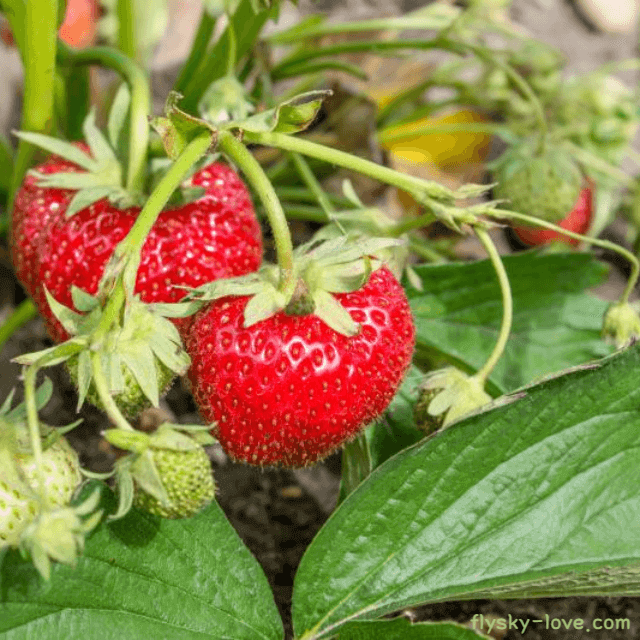 새콤 달콤 딸기