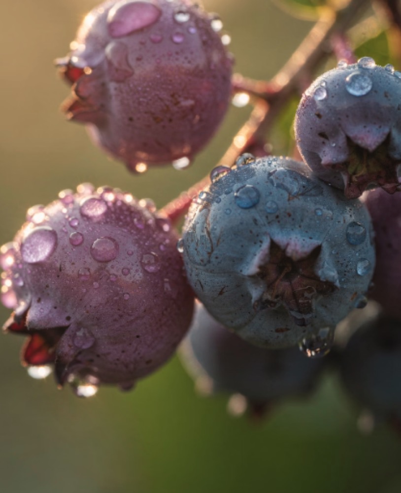 안토시아닌의 효능 대표이미지