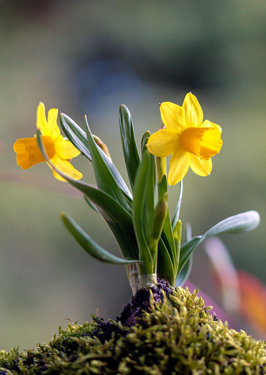 신안 선도 수선화축제 일정 주차 프로그램 총정리