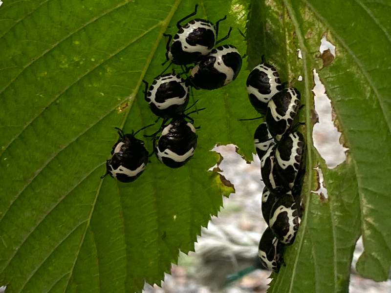 광대노린재 약충2