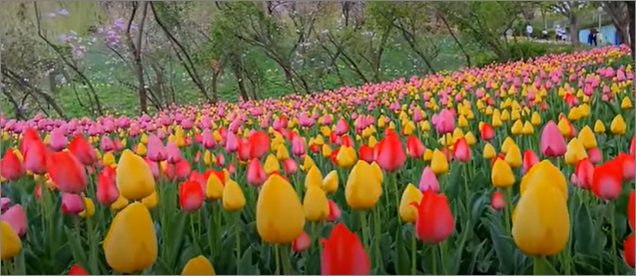 피나클랜드수목원