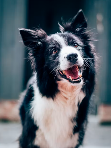 반려동물 미용실 창업에 대하여 알아보기
