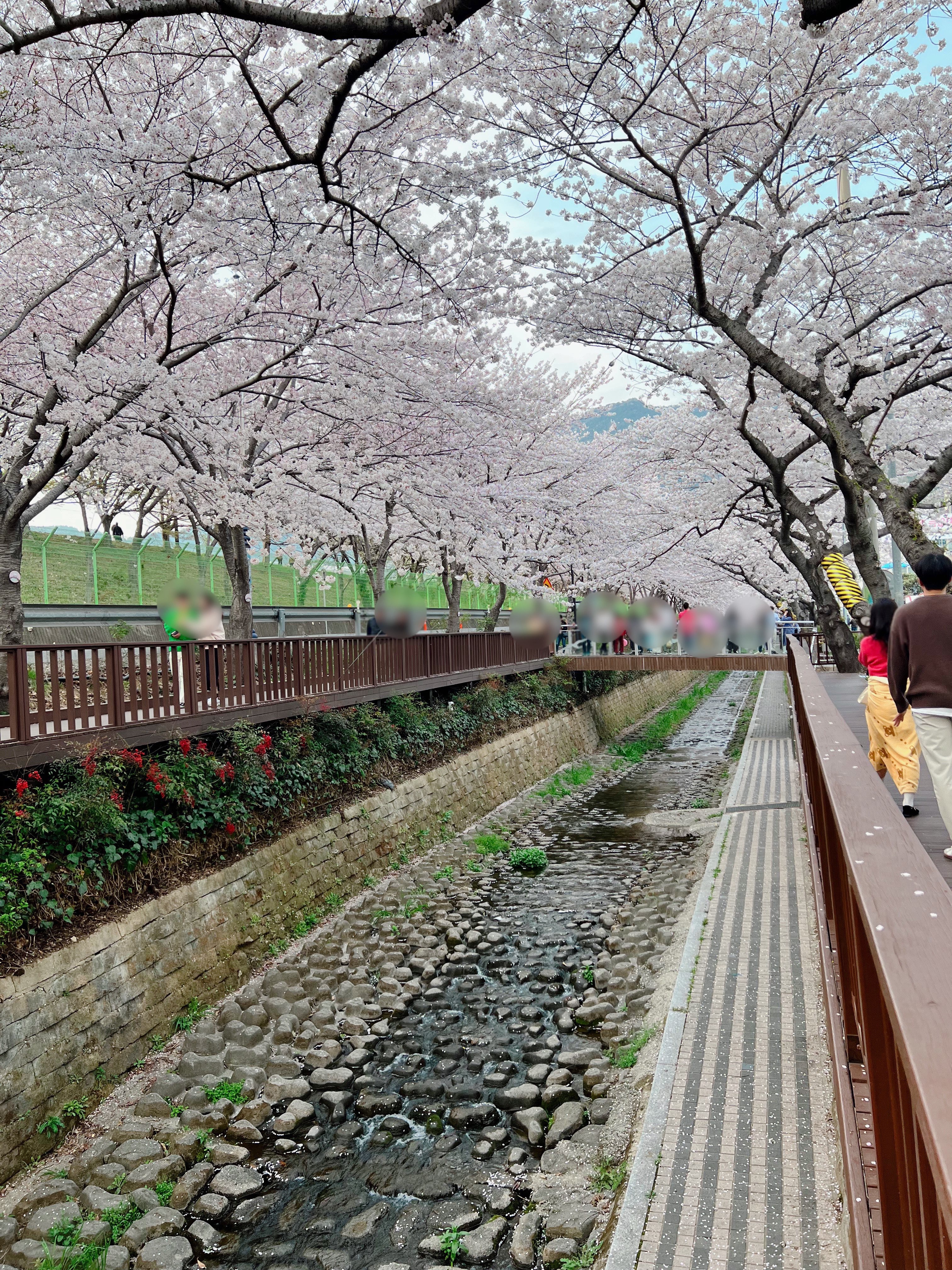 다강지로그 진해군항제 벚꽃사진