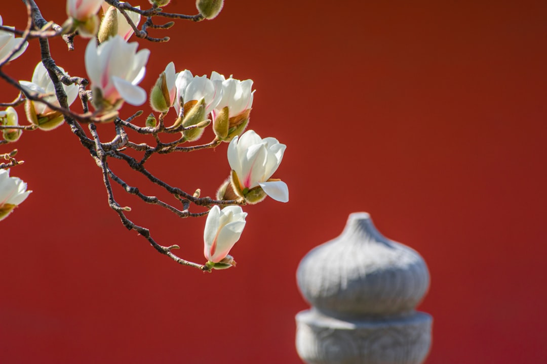 Magnolia