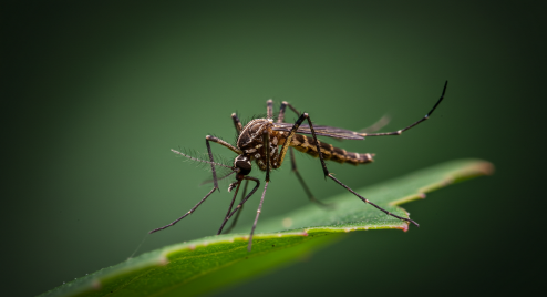 일본뇌염 매개모기(작은빨간집모기)