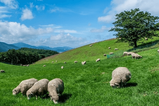 대관령-양떼목장