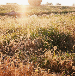 2024년 서울 억새 축제 일정