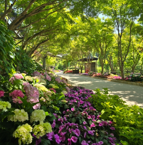 경기도 광주시 화담숲 여름 수국 축제 기본정보