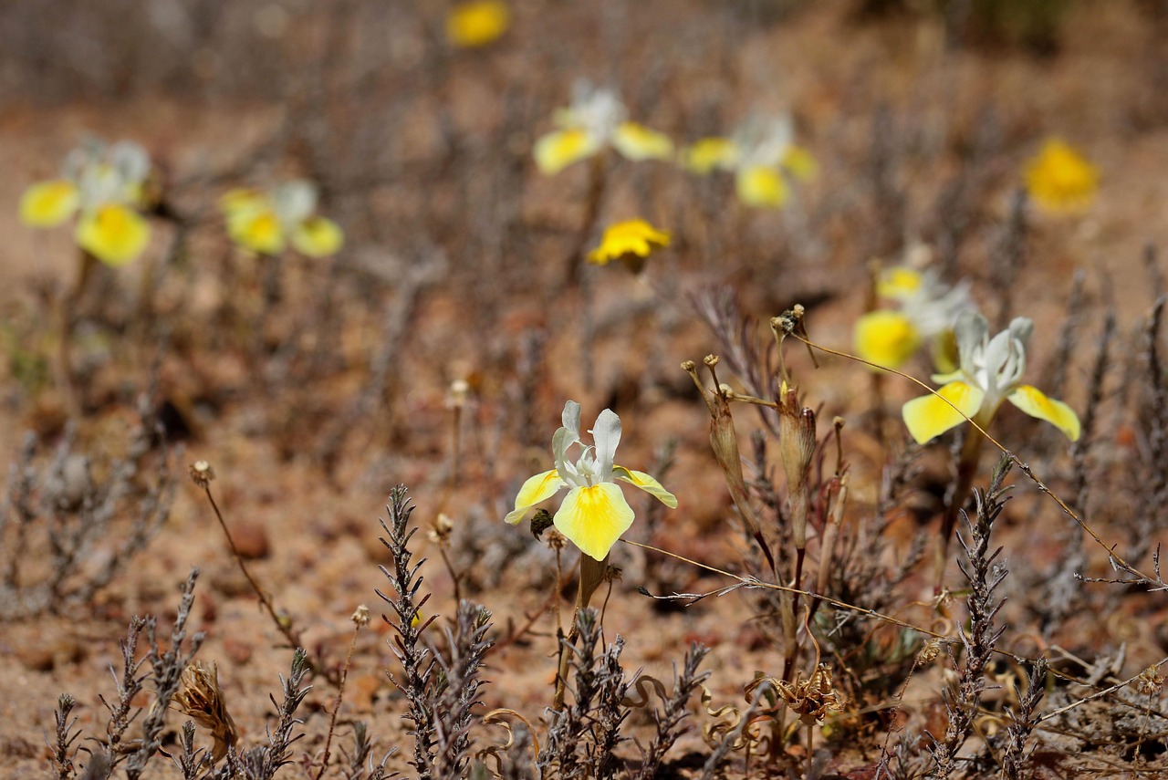 "희귀 식물의 씨앗 발아 비법: 어렵지만 가능하다!"