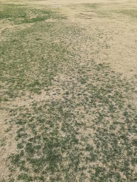 Partially dry lawn at Guri Hangang Citizen Park, real barefoot walking ground / 구리 한강시민공원 잔디 상태 – 일부 마른 구간이 섞인 실제 맨발 걷기 지면
