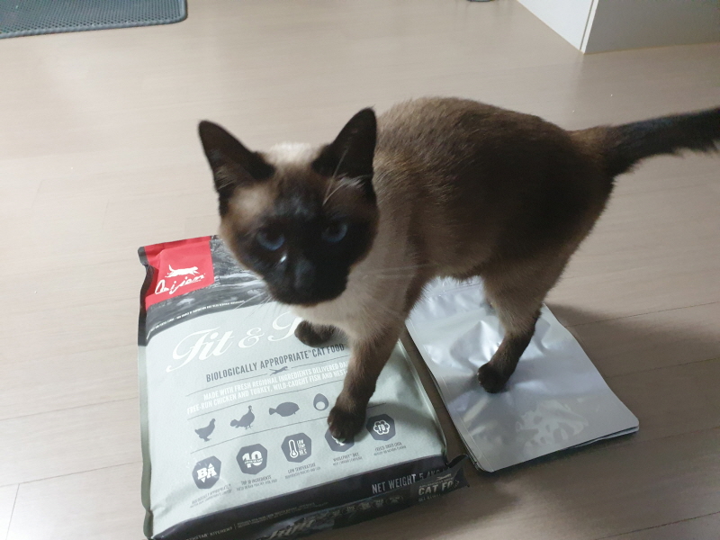 홀리스틱 고양이 사료