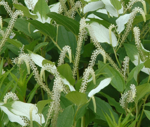 삼백초 과학적 효능, 염증 완화와 혈액 순환에 좋은 이유