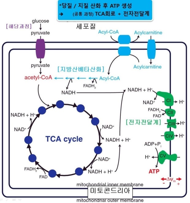 세포 내 미토콘드리아가 포도당과 지방을 산소와 결합하여 ATP 에너지를 생성