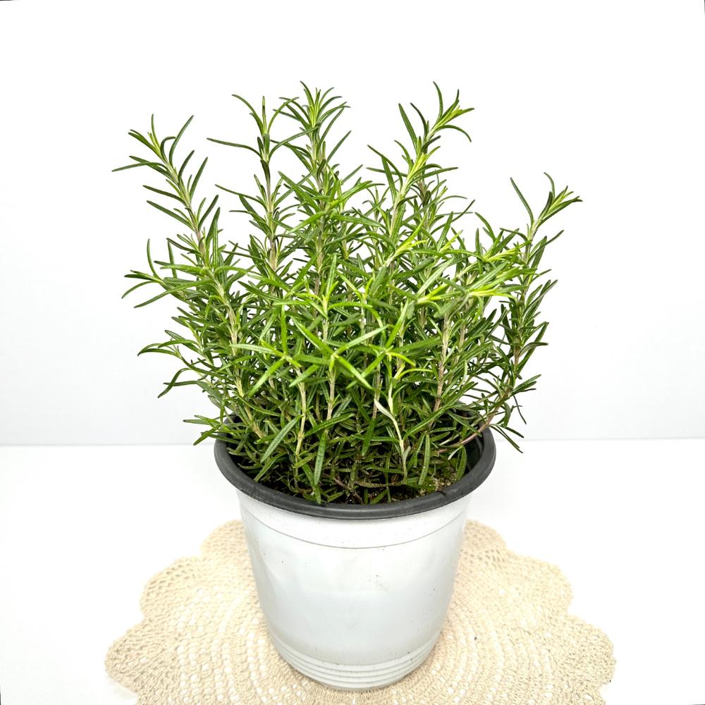 집에서 로즈마리 키우기