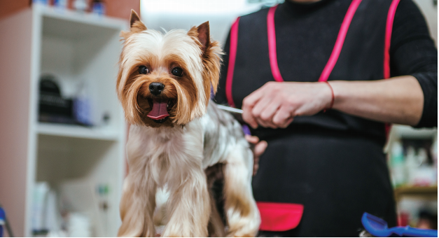 애견미용사-하는일-업무환경-되는법-학과-전망