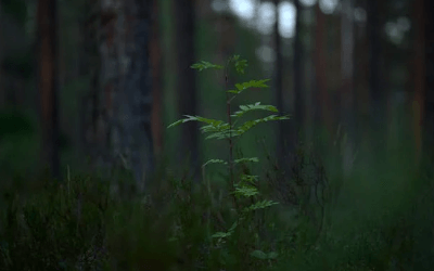 식목일 나무 무료