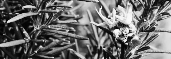 로즈마리 키우기, 로즈마리 키우는법