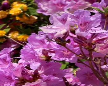 황매산 철쭉축제_23