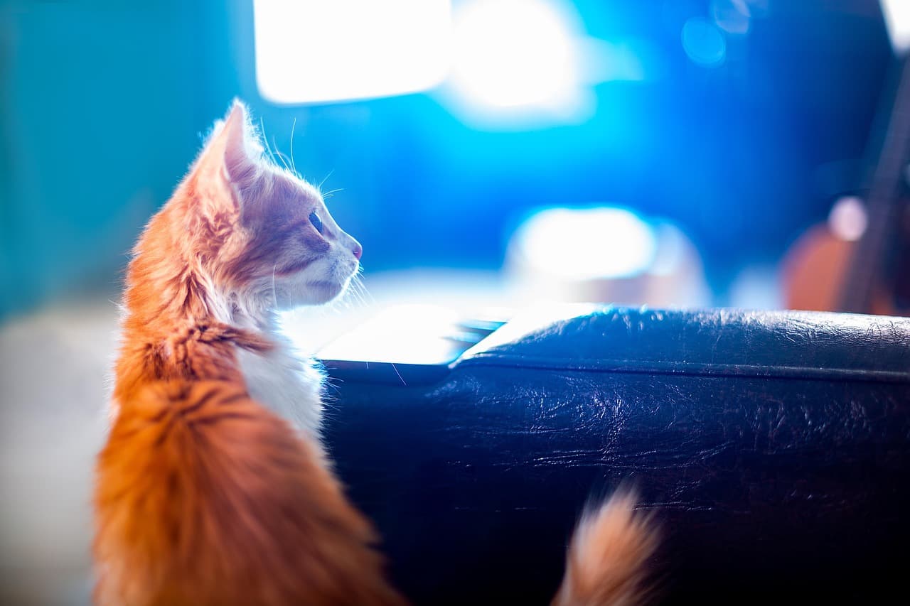 호기심은 어떻게 뇌를 변화 시키는가?