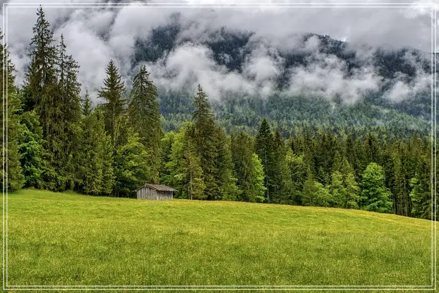 batch_forest-5245917_640