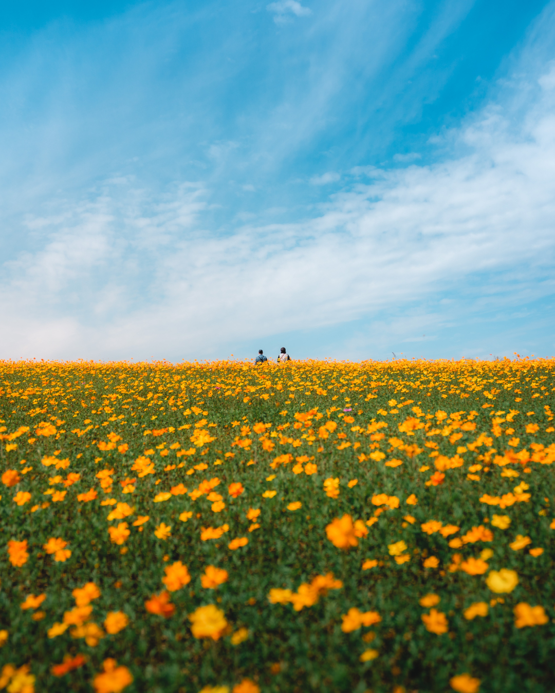 안성팜랜드 노랑 코스모스