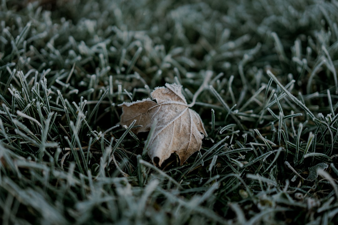 Frost