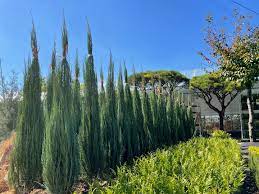 측백나무 종류와 가격