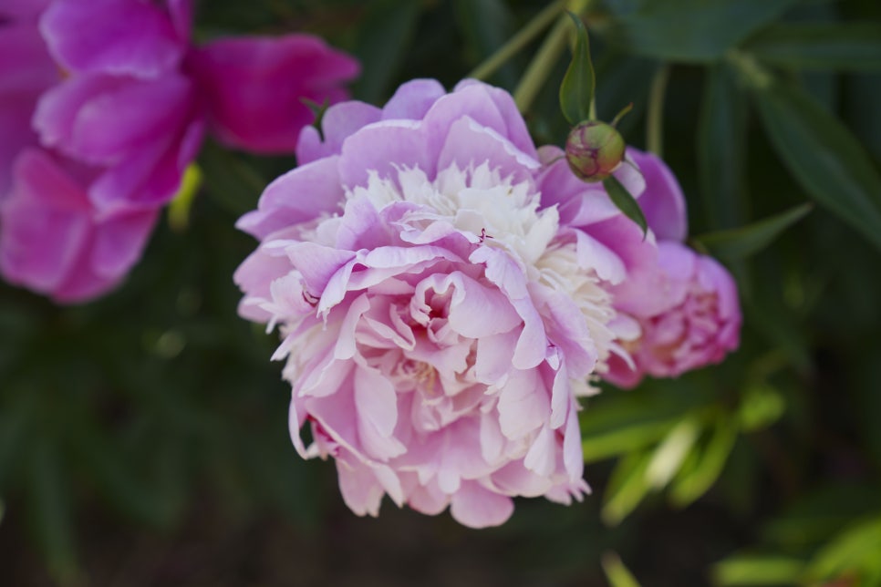 [5월 여행]영천작약꽃축제❘영천 삼창리&middot;정각리 작약꽃밭, 그리고 보현산약초식물원까지