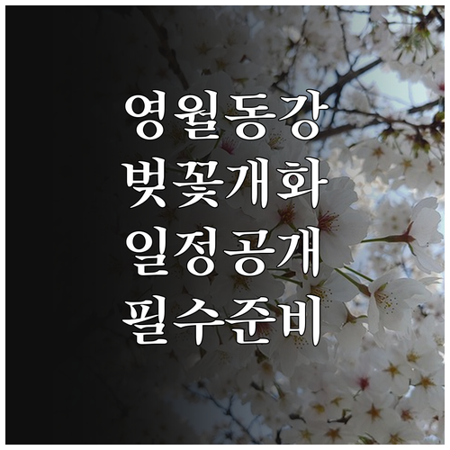 영월 동강 벚꽃 개화 일정과 여행 준..