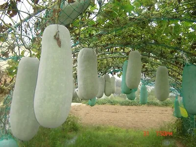 동아 재배 덩굴 손질 지주 설치 수분 관리_1