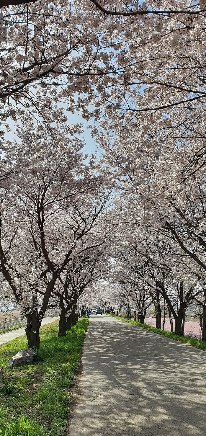 2024년 벚꽃 개화시기/ 지역별 명소 