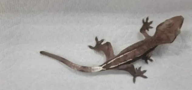 아잔틱 게코도마뱀