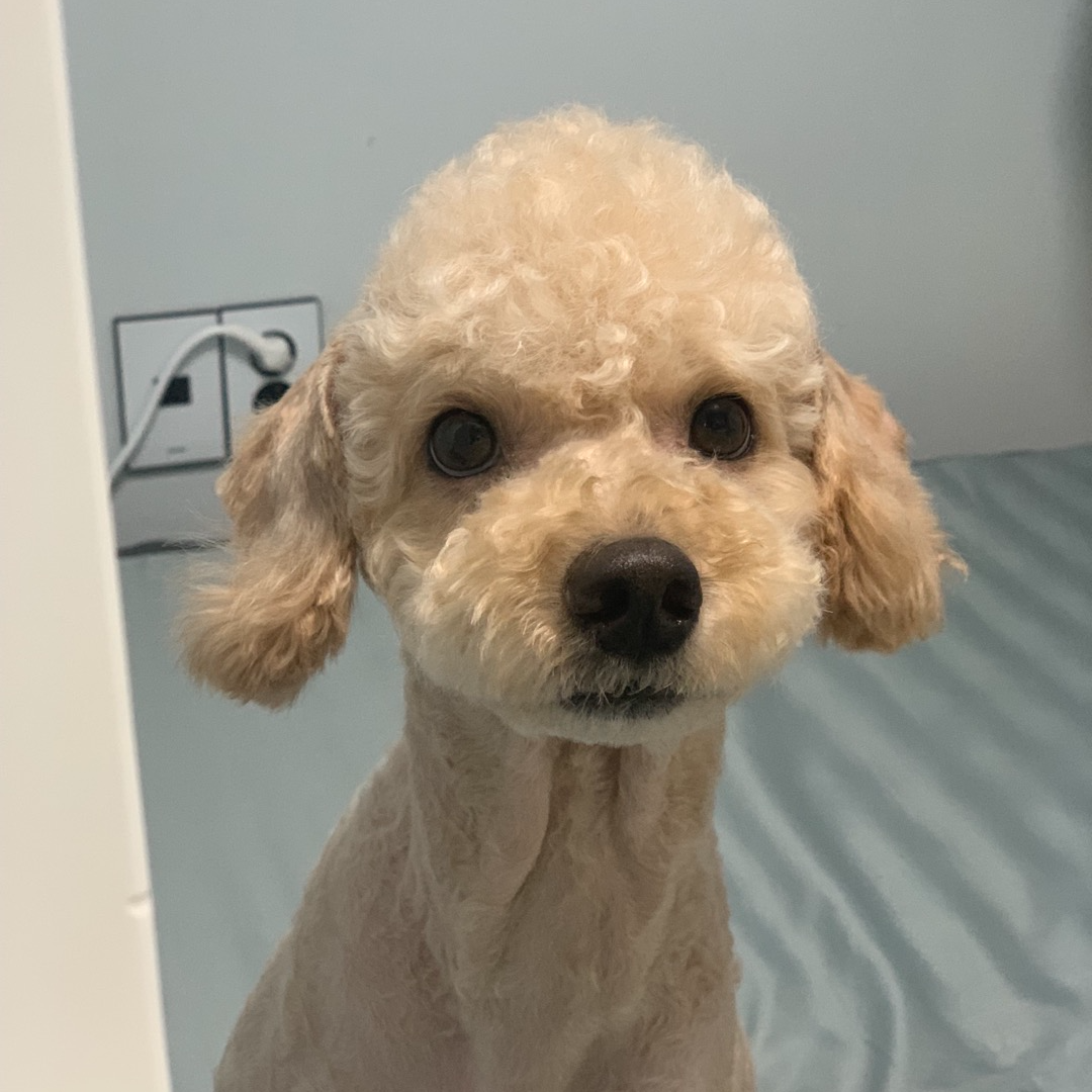 강아지 호두 아몬드 피스타치오 땅콩 마카다미아 피칸 먹어도 되나