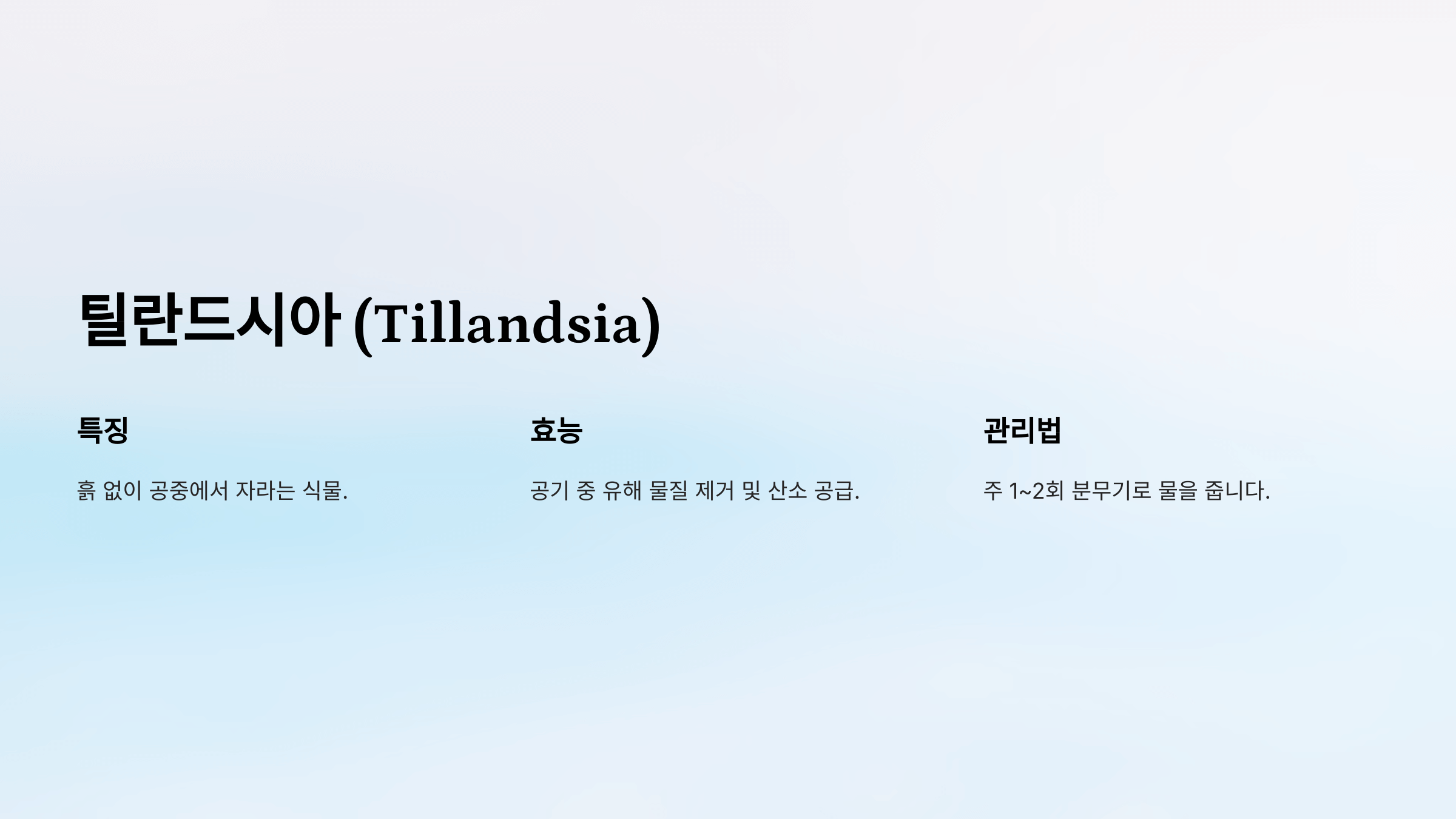 공기정화 식물 사진입니다.