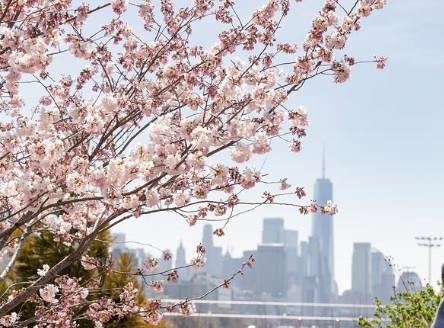 리틀 아일랜드 벚꽃 (사진 : 구글)