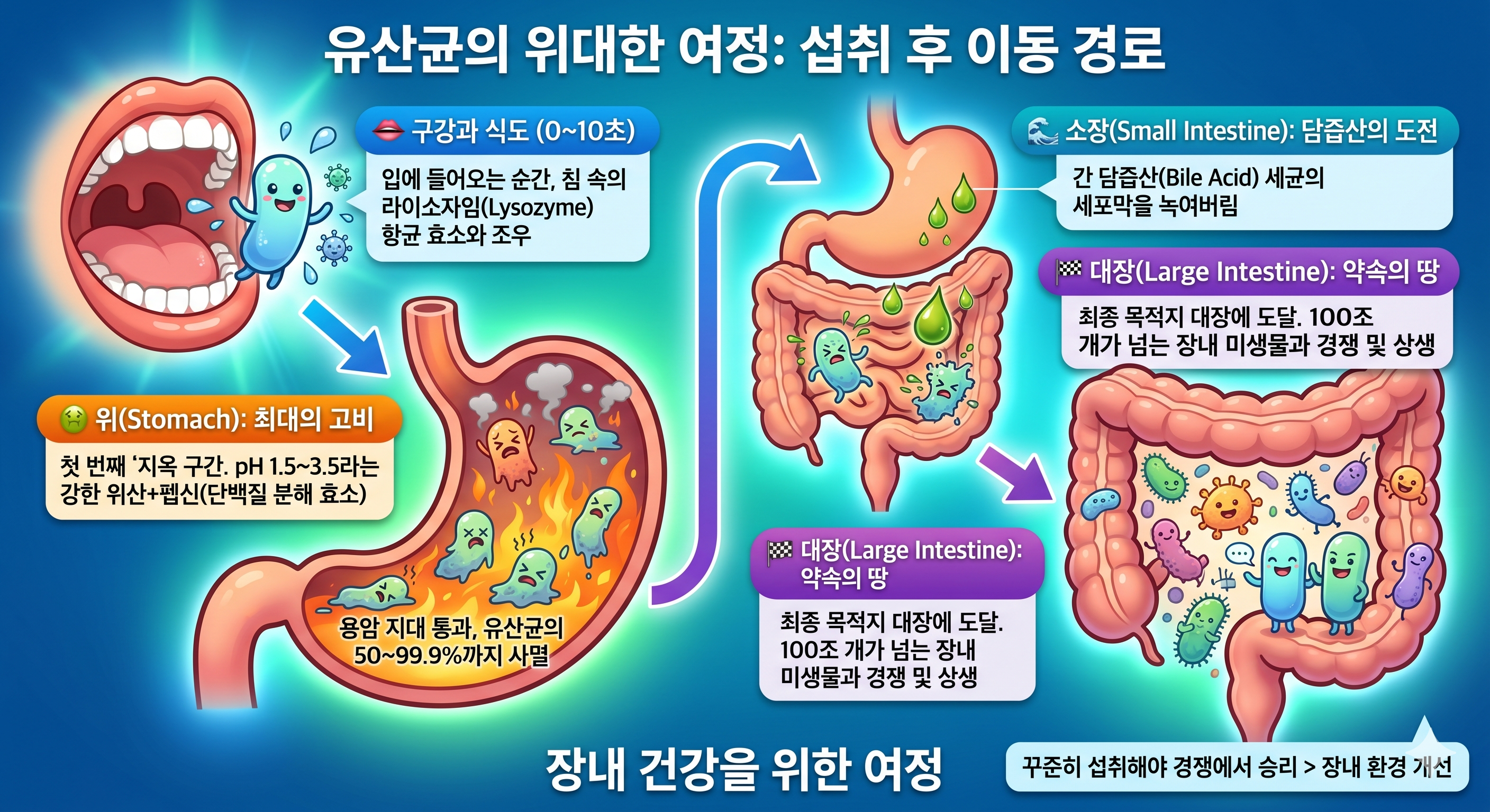 유사균이 입으로 들어와 대장까지 도달하는 긴 여정을 그림으로 그린 이미지