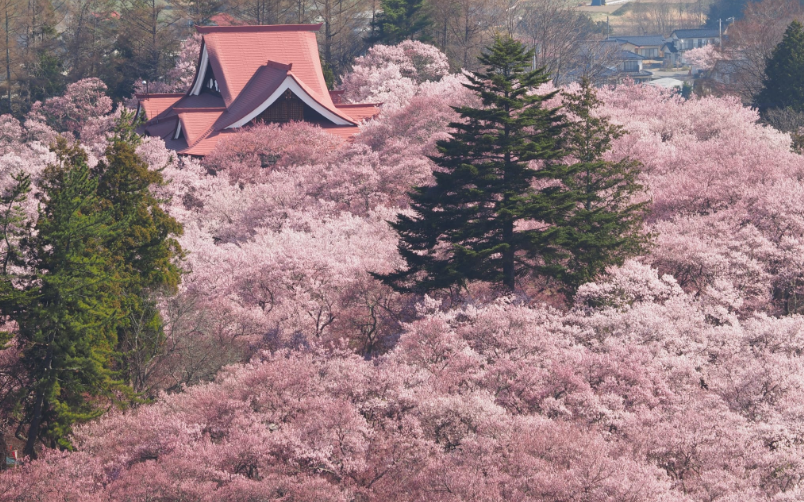 다카토다카토벚꽃축제-이미지출처- 일본정부관광국