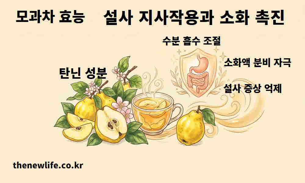 모과차 효능 설사 지사작용 소화 촉진