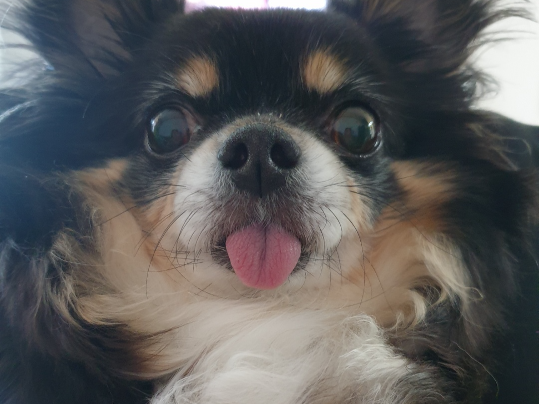 장모치와와 블랙탄 쪼꼬