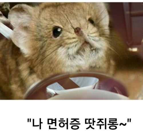 땃쥐 짤