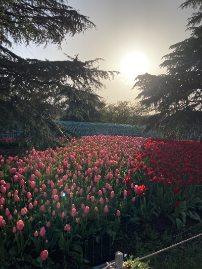 일본 나고야 나바나노사토 방문 후기/가는법