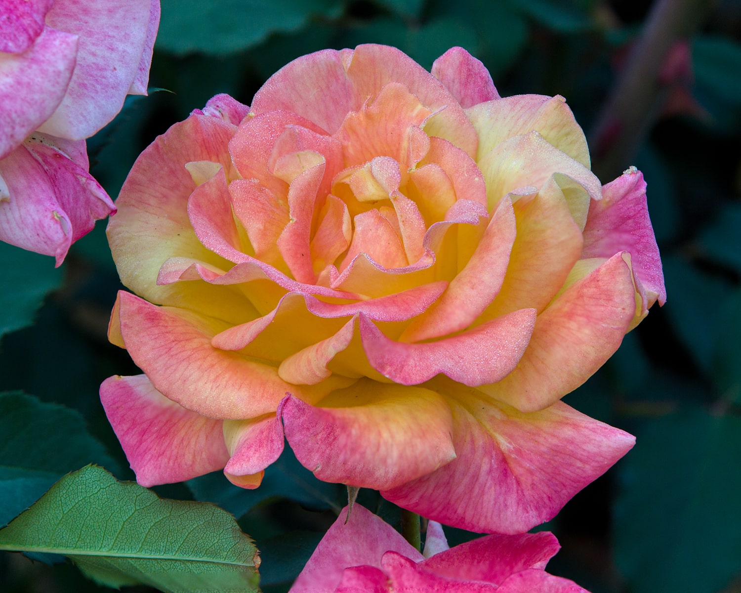 올림픽공원 장미축제 - 25