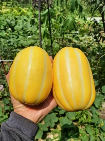 중부지방 들깨 파종시기 및 재배법 농사 팁 정리_24